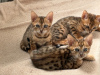 Photo №1. bengal cat - for sale in the city of Bielefeld | negotiated | Announcement № 124019