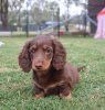 Photo №2 to announcement № 102667 for the sale of dachshund - buy in Germany breeder