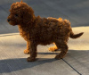 Photo №1. poodle (toy) - for sale in the city of A Coruña | 423$ | Announcement № 121168