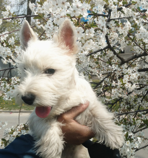 Photo №3. West Highland puppies from an import manufacturer, grandson of the World. Ukraine