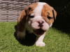 Photo №1. english bulldog - for sale in the city of Varna | 317$ | Announcement № 53856