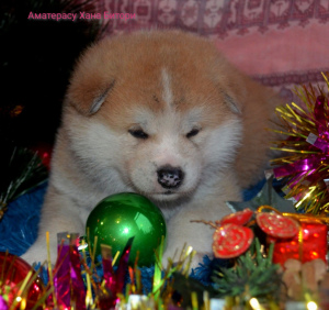 Photo №2 to announcement № 4165 for the sale of akita - buy in Russian Federation from nursery