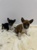 Photo №3. Basenji puppies cheap. Serbia