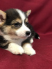 Photo №1. welsh corgi - for sale in the city of Minsk | 566$ | Announcement № 39352