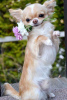 Photo №3. Chihuahua for adoption. United States