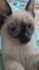 Photo №2 to announcement № 125374 for the sale of siamese cat - buy in Germany private announcement, from nursery