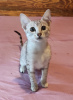 Photo №4. I will sell egyptian mau in the city of Berlin. private announcement - price - 380$