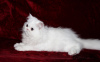 Photo №2 to announcement № 53075 for the sale of persian cat - buy in Ukraine private announcement, breeder