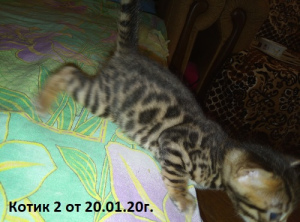 Additional photos: Bright Bengal kittens