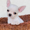 Photo №4. I will sell chihuahua in the city of Ljubljana. private announcement, from nursery, from the shelter, breeder - price - 264$
