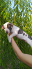 Photo №2 to announcement № 65025 for the sale of american staffordshire terrier - buy in France breeder