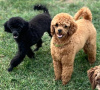 Additional photos: Miniature poodle puppies