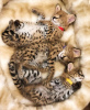 Additional photos: ocelot, serval and caracal kittens available