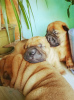 Photo №4. I will sell shar pei in the city of Abakan. from nursery, breeder - price - 310$