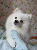 Photo №2 to announcement № 43100 for the sale of pomeranian - buy in Spain private announcement