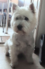 Photo №2 to announcement № 78212 for the sale of west highland white terrier - buy in Latvia private announcement
