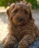 Photo №4. I will sell non-pedigree dogs in the city of Austin. private announcement - price - 875$