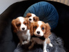 Photo №4. I will sell cavalier king charles spaniel in the city of Looe. private announcement - price - 426$