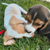 Photo №1. beagle - for sale in the city of Bern | negotiated | Announcement № 123419