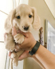 Photo №1. dachshund - for sale in the city of Santa Cruz de la Sierra | negotiated | Announcement № 112298