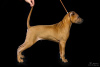 Photo №4. I will sell thai ridgeback in the city of Penza. from nursery - price - 460$