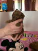 Photo №4. I will sell poodle (toy) in the city of Афины. private announcement - price - negotiated