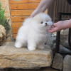 Additional photos: pomeranian