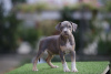 Additional photos: American Pitbull Terrier