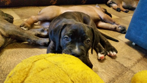 Additional photos: puppies cane corso