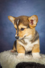 Photo №2 to announcement № 9074 for the sale of welsh corgi - buy in Ukraine private announcement, from nursery, breeder