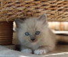 Photo №1. ragdoll - for sale in the city of Hawaiian Paradise Park | 350$ | Announcement № 114992