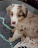 Photo №1. australian shepherd - for sale in the city of Riga | 475$ | Announcement № 83384