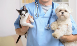 Photo №1. Veterinarian Services in the city of Karakol. Price - Negotiated. Announcement № 597