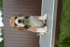 Photo №3. beagle puppies. Russian Federation
