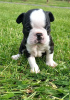 Photo №3. Adorable Boston Terrier Puppies for free adoption. Germany