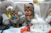 Photo №4. I will sell bengal cat in the city of Cologne. breeder - price - 333$