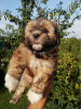 Photo №1. shih tzu - for sale in the city of Tallinn | 475$ | Announcement № 71256