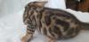 Photo №4. I will sell bengal cat in the city of Yekaterinburg. breeder - price - 398$