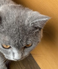 Photo №3. British shorthair. Germany