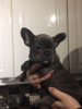 Photo №2 to announcement № 124649 for the sale of french bulldog - buy in Germany private announcement, breeder