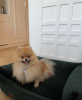 Photo №1. pomeranian - for sale in the city of Эспоо | negotiated | Announcement № 105051