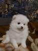 Photo №1. pomeranian - for sale in the city of Kharkov | negotiated | Announcement № 45527