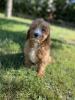 Photo №1. non-pedigree dogs - for sale in the city of Tarnów | negotiated | Announcement № 58260