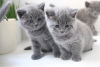 Photo №1. british shorthair - for sale in the city of Wiesbaden | 211$ | Announcement № 92677