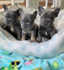 Photo №2 to announcement № 121537 for the sale of french bulldog - buy in United Kingdom 