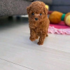 Photo №2 to announcement № 118417 for the sale of poodle (toy) - buy in Finland private announcement, breeder