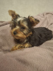 Additional photos: Yorkie puppy.