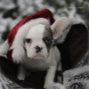 Photo №2 to announcement № 32305 for the sale of french bulldog - buy in Netherlands private announcement