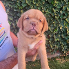 Additional photos: Dogue de Bordeaux puppies