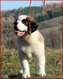 Additional photos: Puppies of St. Bernard are born. 3 boys and 5 girls are waiting for the reserve